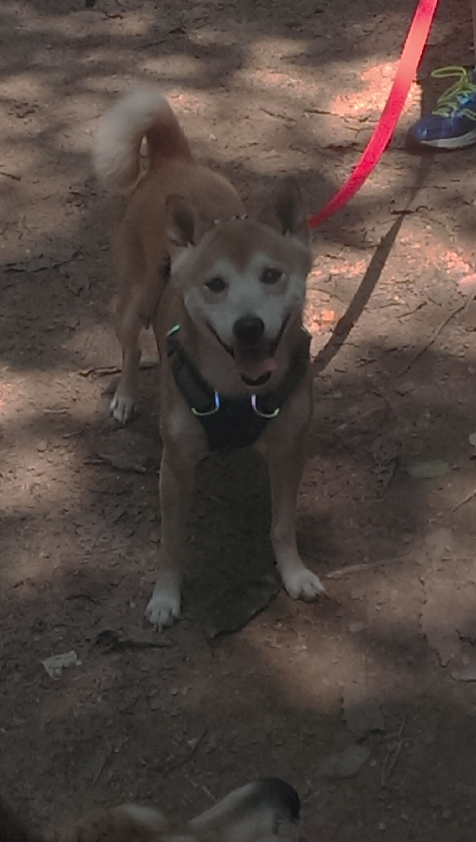 智慧足球的完美演绎，摩洛哥沉稳布局下，德布劳内关键时刻挺身而出