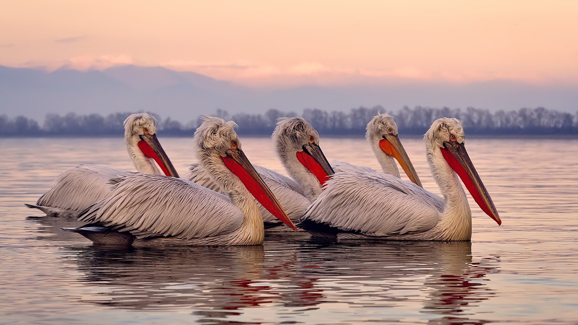 精密仪器的永恒心脏与优雅拆解者，佩德里稳定输出的科学，里昂决胜时刻的诗学