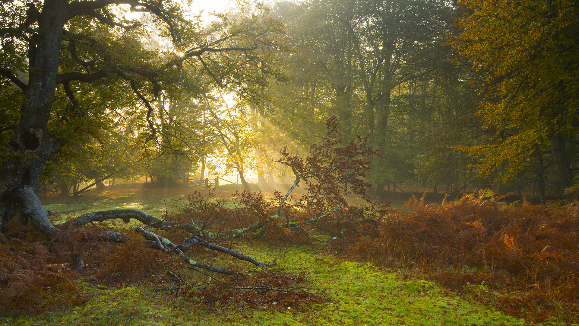 当我们遇见我，浙江对阵深圳之夜，文班亚马如何成为唯一的答案？