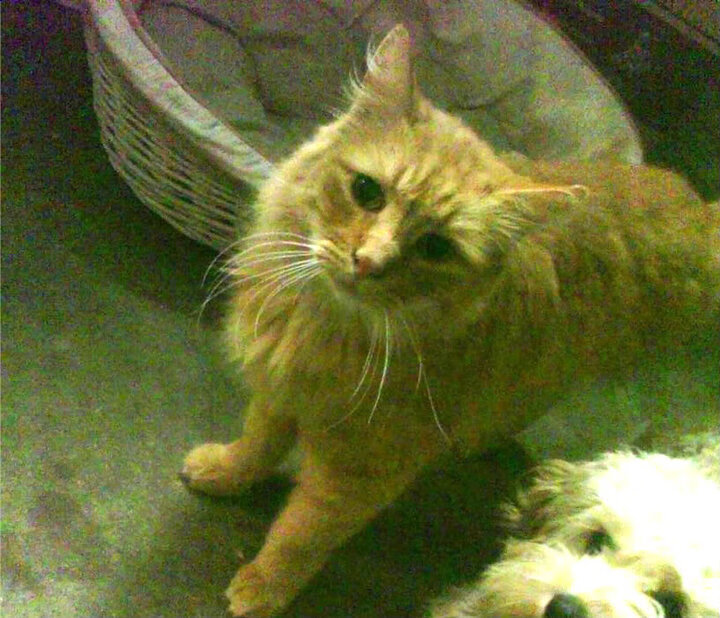 载入史册的一战，雷恩巅峰对决擒下委内瑞拉，布鲁诺攻防转换定乾坤