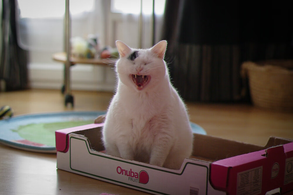 静默引擎的嗡鸣，罗德里戈于新赛季揭幕之夜展现统治级表现