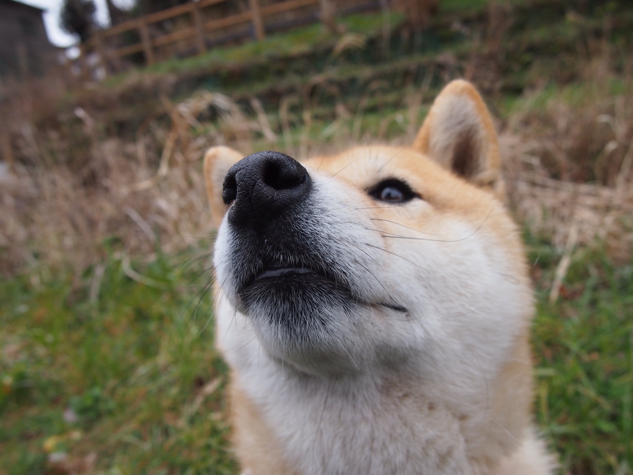 当欧冠终场哨遇上NBA压哨球，那场跨维度的116-115