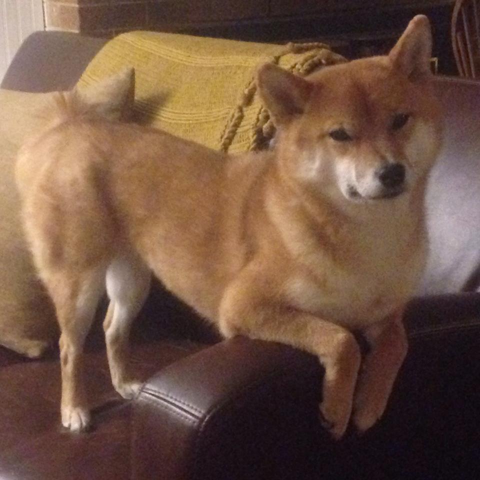 地理错位与篮球哲学,当东决关键词遇上约基奇的完美之夜