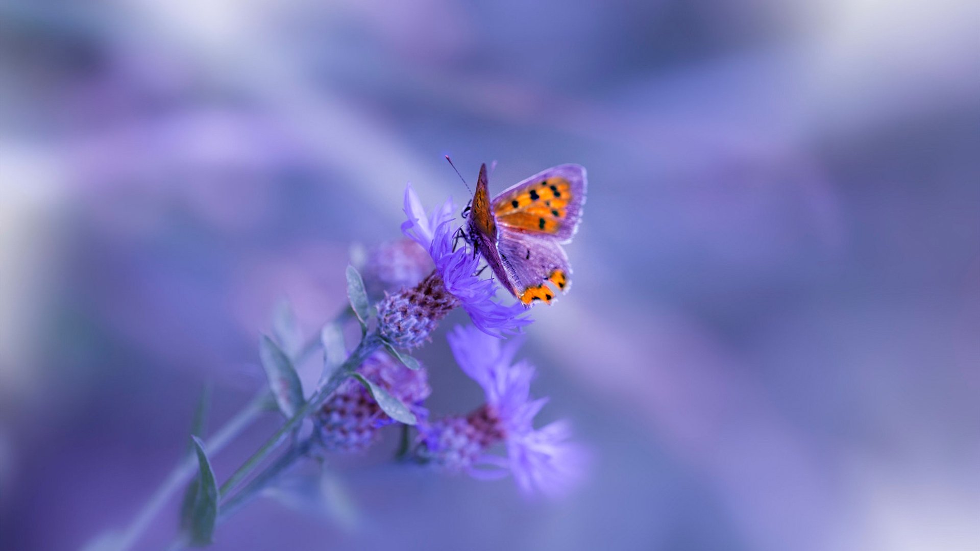 黄蜂稳稳绞杀绿军，克莱关键先生模式锁定胜局