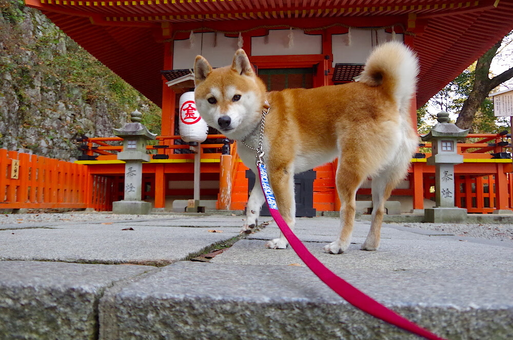 齿轮与肌肉的交响，当赛道上的恩比德式主宰降临