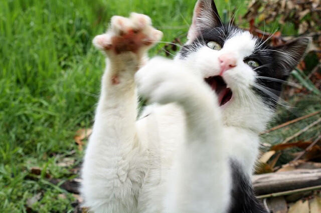 当东契奇点亮达拉斯的星空，雄鹿的铁蹄已踏过天山之巅