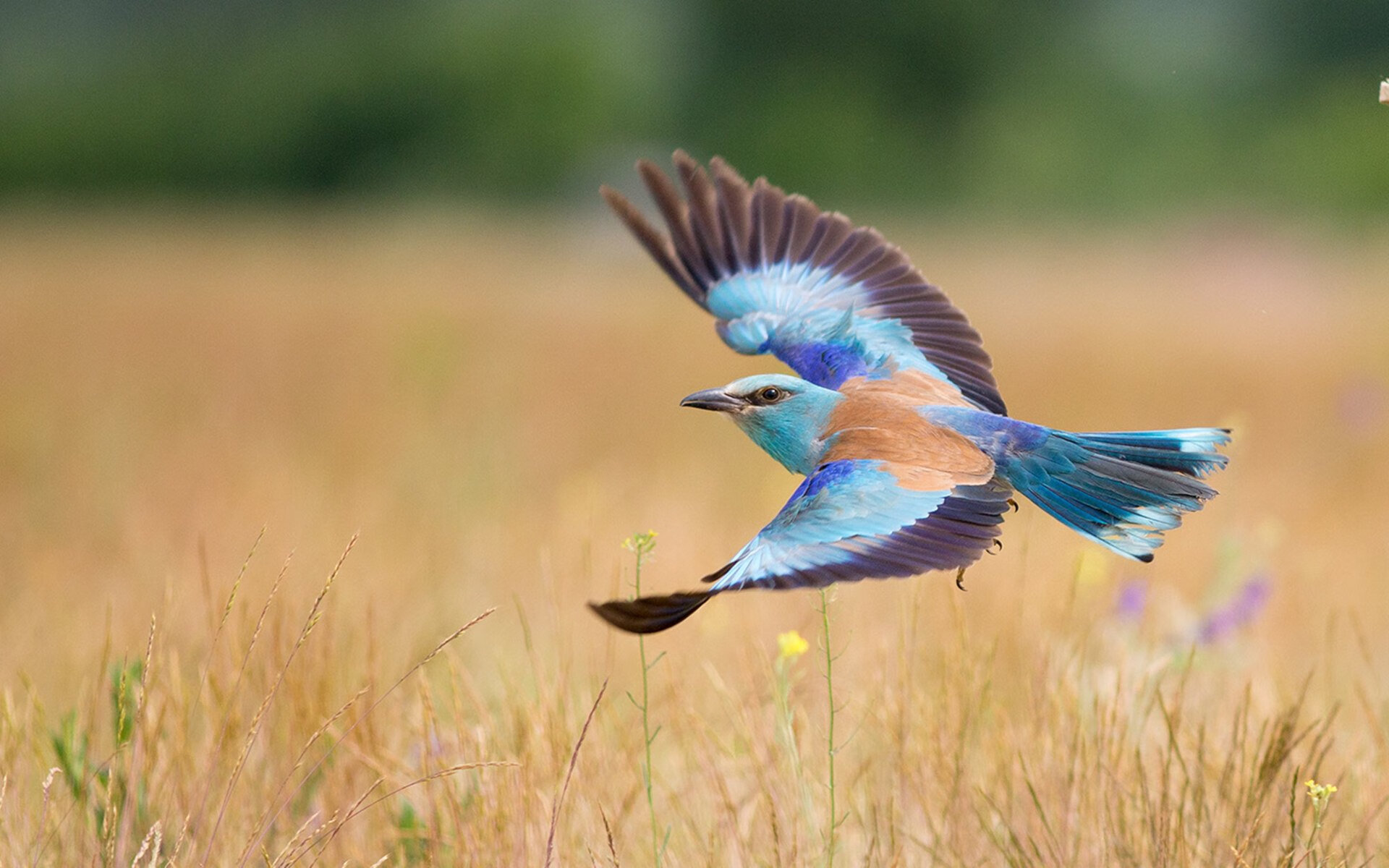 中国力量闪耀NBA季前赛，深圳队关键战突围勇士，英格拉姆赛后评分拉满创历史