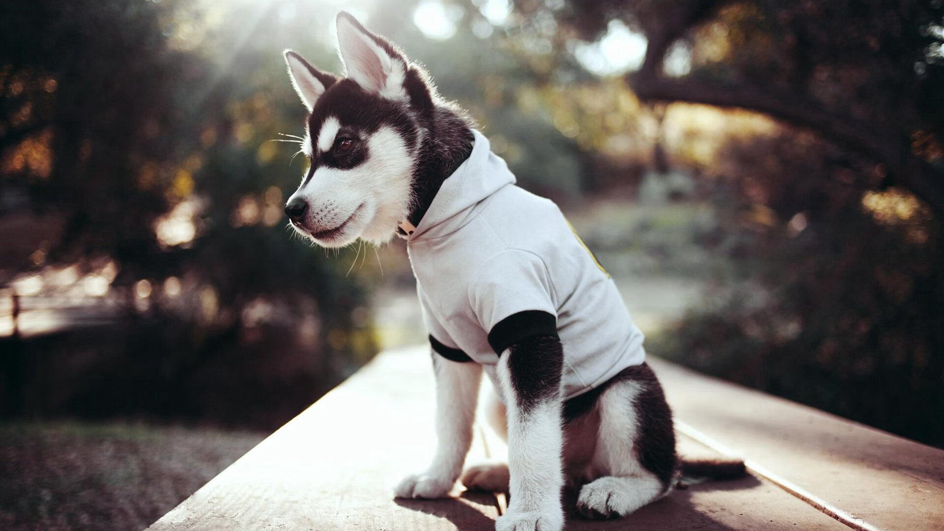 足球世界的平行叙事，贝林厄姆里程碑与伊朗战术胜利的共鸣