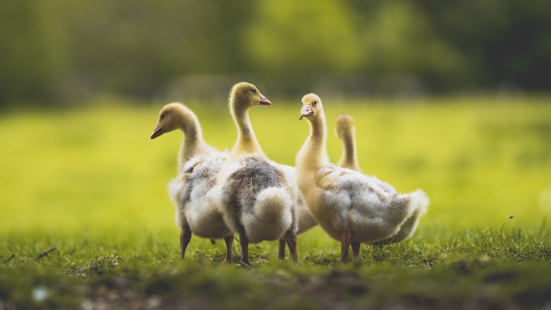 倒戈一击,当贝蒂斯的委内瑞拉之子,在焦点战中亲手埋葬祖国