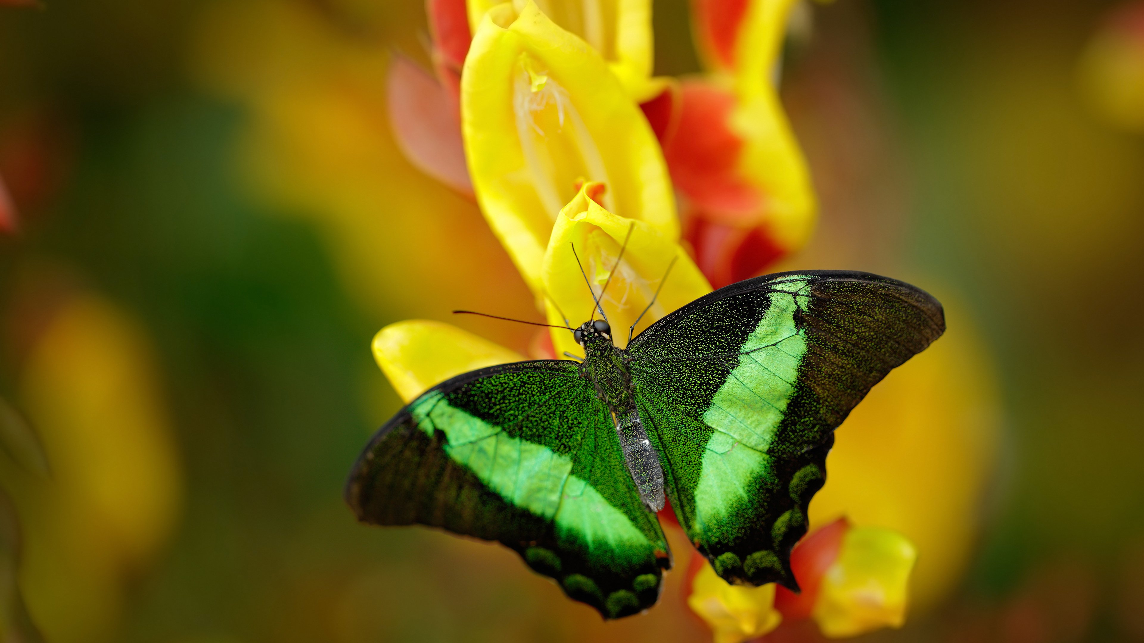 当拉文飞跃天山，一场虚构慈善赛如何成就跨越太平洋的生涯之夜