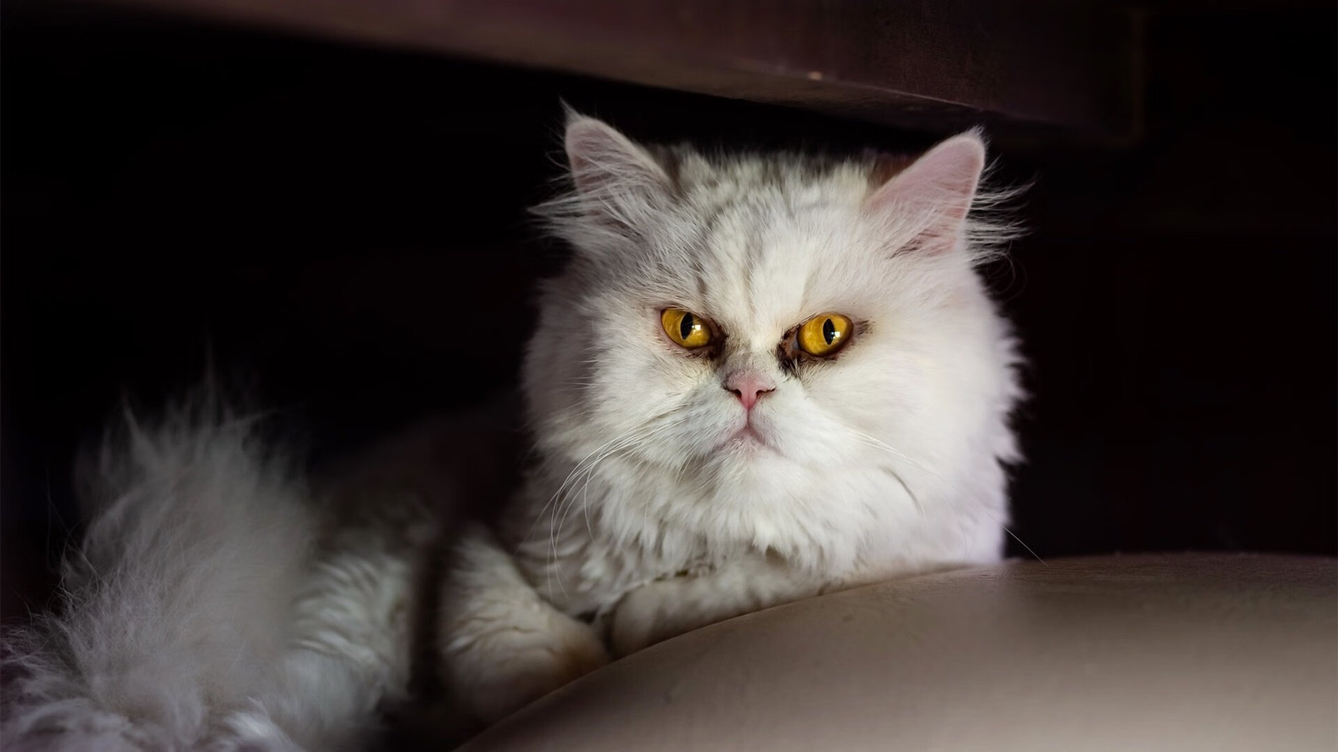 当终场哨与引擎轰鸣同时响起，边界消失的夜晚