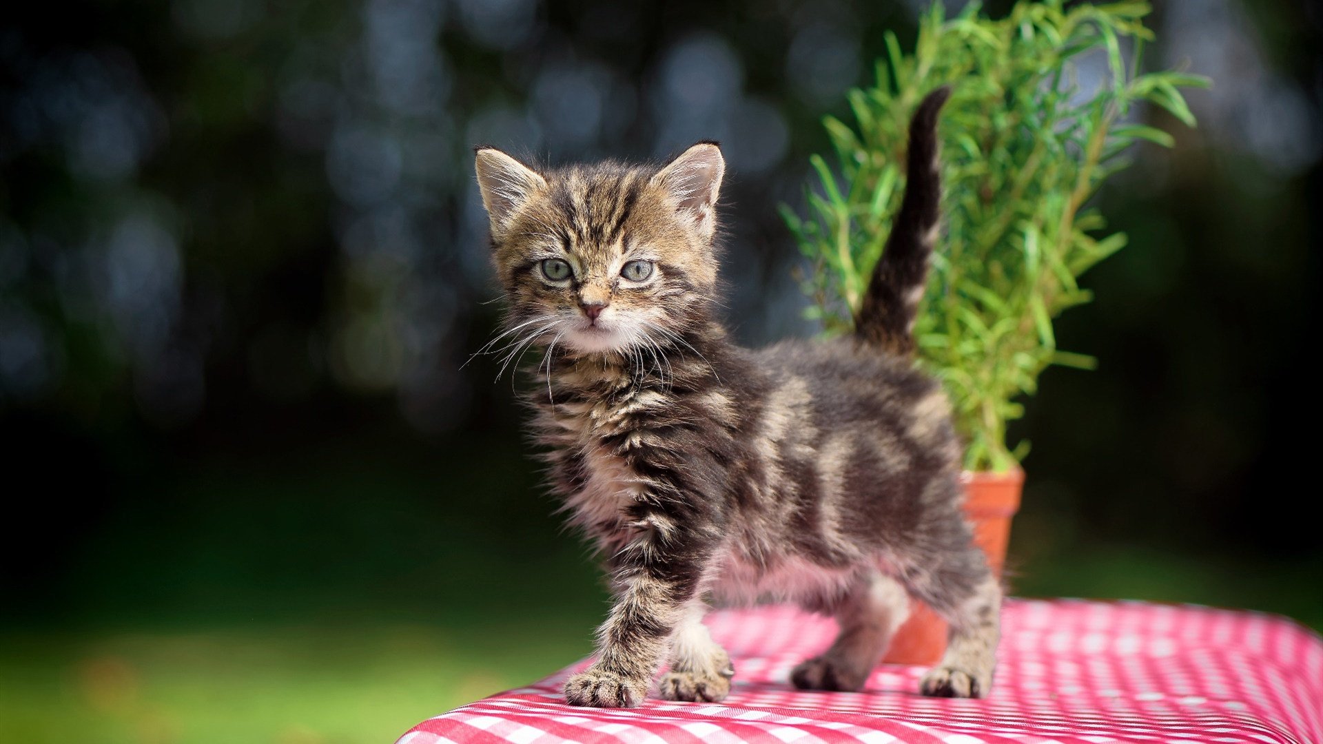 奇迹之夜,利拉德狂暴71分背后,马刺上演惊天压哨一杀