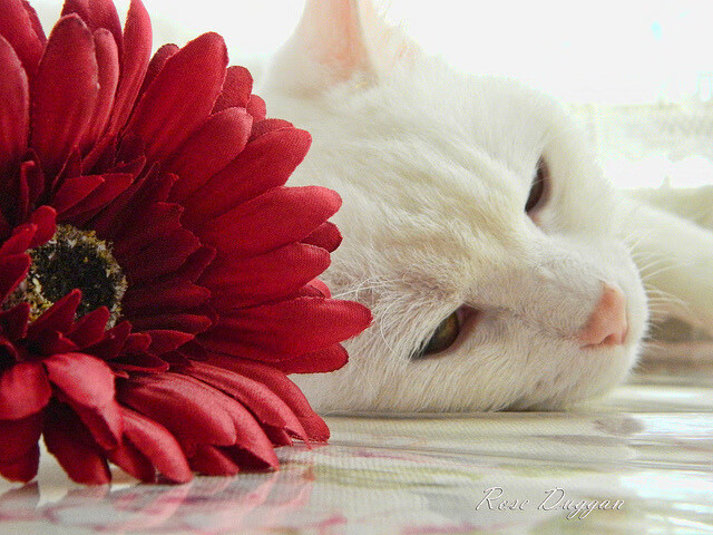 从多哈冷雨到美加墨炙热,当日本绝境带走卡塔尔,斯通斯已在下一站接管世界