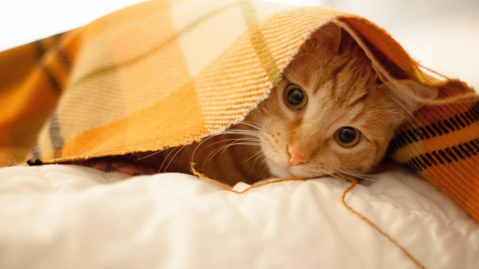 当乌菲兹遇见红牛赛车，沙特如何带走佛罗伦萨，以及莱万在F1的哲学接管