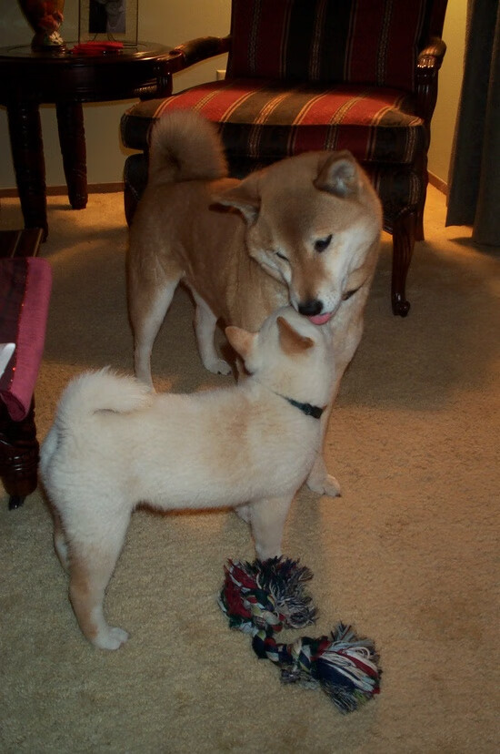 钢铁防线与火焰枪炮，巴黎与范戴克重新定义胜利方程式